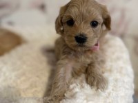 Maltipoo Yavrularımız