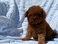 TEACUP TOY POODLE
