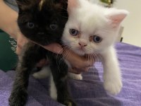 Mavis gözlü akıllı İran Chinchilla yavrularım