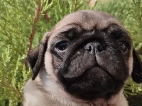 Dişi pug mops yavru