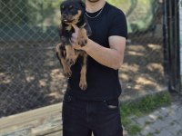 Rottweiler yavrumuz