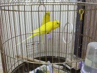 Çift Muhabbet Kuşu 8 Aylık