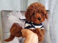 Toy Poodle Köpekleri İçin Ulaşın
