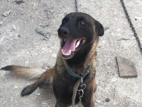 Safkan kıf fcı şecereli dişi malinois