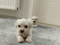 Kore maltese terrier yavrularımız