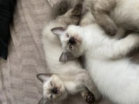SİYAM KEDİSİ EĞİTİMLERİ TAM YAVRULAR