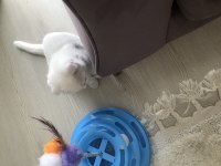 SCOTTİSH FOLD KEDİME ACİL ÖMÜRLÜK YUVA ARIYORUM