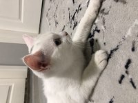 Yavru british shorthair kedimizi sahiplendiriyoruz