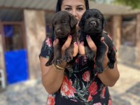 Çikolata labrador yavrularım