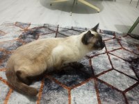 10 aylık erkek cinsi siyam kedisi