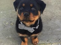 Çiftliğin Efsane Rottweiler Yavruları Kapıda Ödemeli
