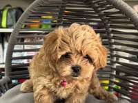 Kore Teacup Maltipoo Yavrumuz
