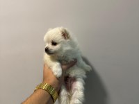Ankara İci Pomeranian Boo Yuvaları Sizleri Bekliyor