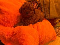 Toy poodle yakışıklı güzel bebeklerimiz