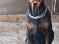 Şampiyon kan hattından a şecere doberman yavrular