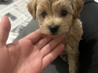 maltipoo cinsi köpeğimiz