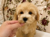 MALTİPOO TEACUP MİNİ BOY KIZIMIZ