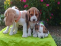 Uygun Beagle Yavruları