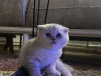 Scottish Fold ve Scottish Straight Yavrularımız