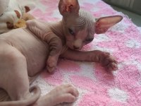 Sphynx 20 mayıs doğumlu oğlanlar