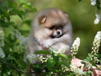 Pomeranian boo teddy bear yavrularımız