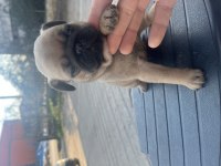 SAFKAN PUG YAVRULARIMIZ ACİL