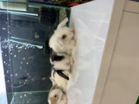 HOLLANDA LOP TAVŞAN YAVRULARI CİTYPETSHOP