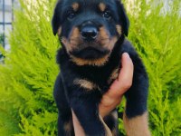A kalite rottweiler yavruları