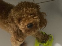 Poodle köpeği