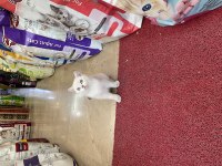 British Shorthair Erkek