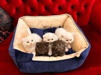 Orjinal ırk scottish fold kedimiz