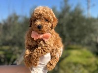 TÜY DÖKMEYEN ORJİNAL TOY POODLE