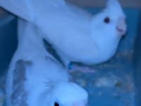 Erkek Albino Dişi Heavy