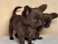 Çikolata WC eğitimli mini boy chihuahua
