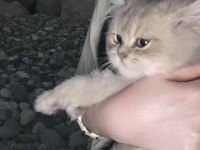 3.5 aylık british longhair erkek yavrum