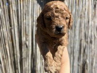 Toy Poodle Yavru Yeni Ailesini Arıyor