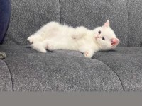 2.5 Aylık Erkek Sahiplendirilecek British Shorthair