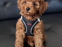 3 aylık toy poodle yavrumuz