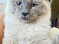 Yavru British Longhair Bademimiz