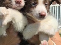 Ruhsatlı Köpek Çiftliğinden Border Collie Yavruları