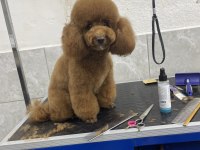 Evimde gözüm gibi baktığım poodle bebeklerim