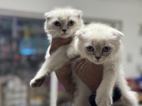 En güzel british shorthair ve scottish fold yavrularımız
