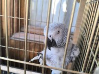 EVCİL KONUŞAN JAKO STRES GEÇİRMİŞTİR