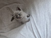 YAVRU BRITISH SHORTHAIR ERKEK KEDI