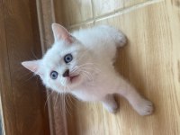 Scottish fold ve Scottish straight yavrularim