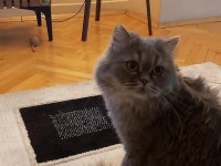 British longhair