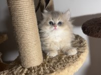 British Longhair Blue Golden Ay12 Dişi