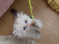 Safkan british longhair yavrular