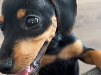 5 aylık sosis köpek dachshund sahiplendirilecektir