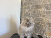 TESLİME HAZIR BRITISH LONGHAIR SILVER YAVRULARIM 